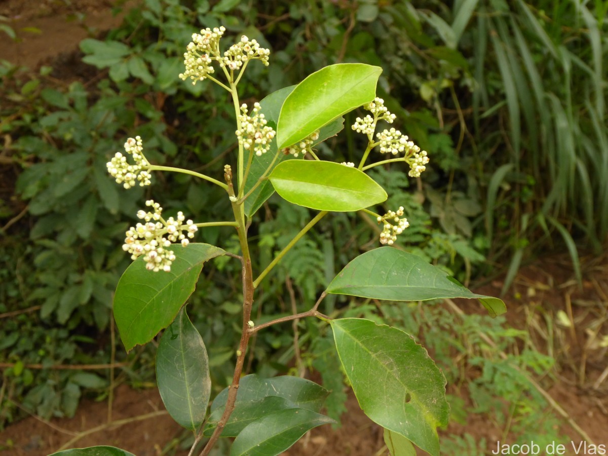Walsura trifoliolata
